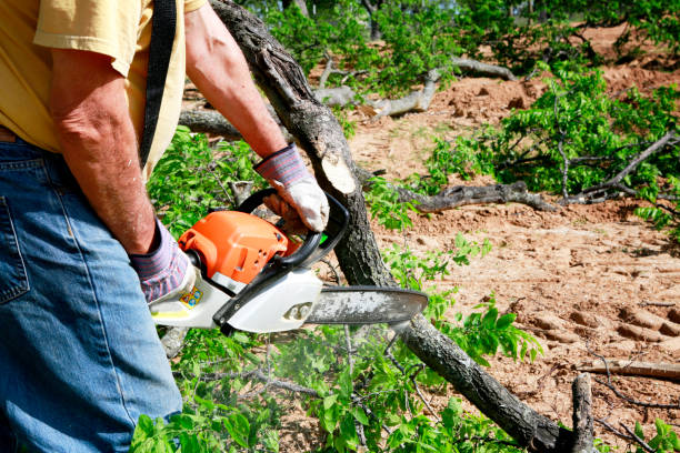 Best Tree Cutting Near Me  in Omak, WA